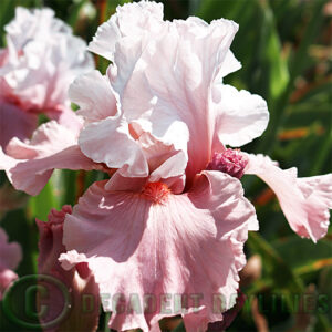 Border Bearded Iris I'm Dreaming