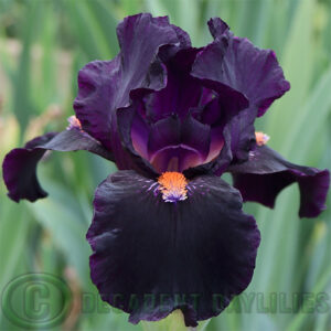 Median Bearded Iris Devil May Care