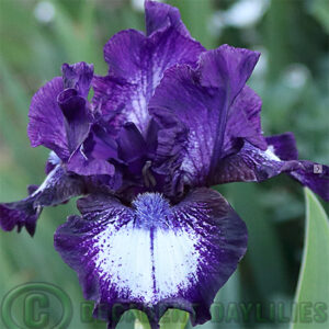 Median Bearded Iris Orca