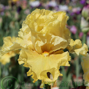 Tall Bearded Iris Aura Of Glamour