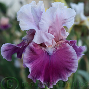 Tall Bearded Iris Avenue Of Dreams