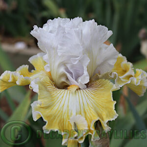 Tall Bearded Iris Baby I Love You