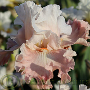 Tall Bearded Iris Bashful Love