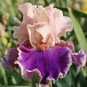 Tall Bearded Iris Beauty Contest