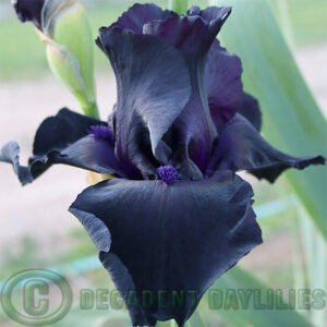 Tall Bearded Iris Black Suited