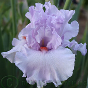 Tall Bearded Iris Bliss Bomb