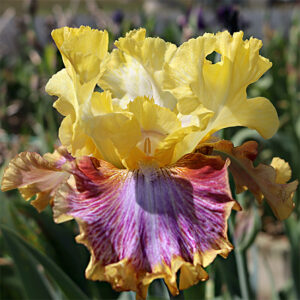 Tall Bearded Iris Bold Pattern