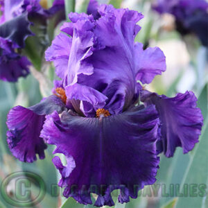 Tall Bearded Iris Boldly Go