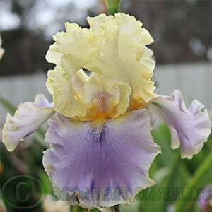 Tall Bearded Iris Bollywood