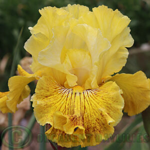 Tall Bearded Iris Bright Sunshiny Day