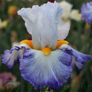 Tall Bearded Iris Brilliant Idea