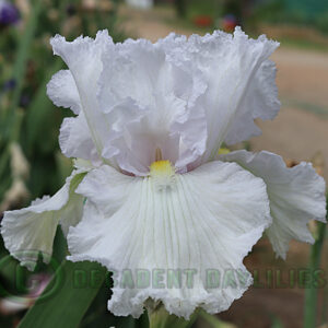 Tall Bearded Iris Bubbling Lace