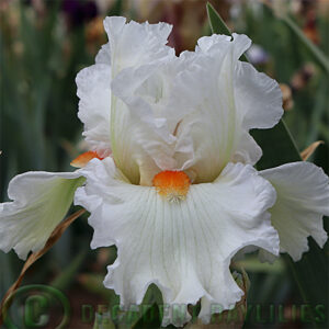 Tall Bearded Iris Clouds Go By