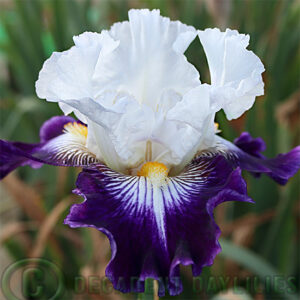 Tall Bearded Iris Dancing Star