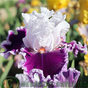 Tall Bearded Iris Daring Deception