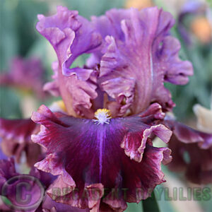 Tall Bearded Iris Electric Candy