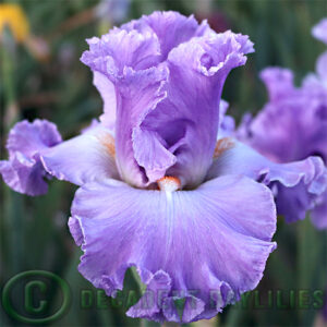 Tall Bearded Iris Excuse Me Darling