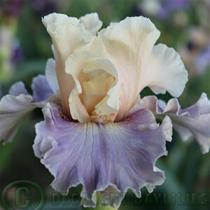 Tall Bearded Iris Eye For Fashion