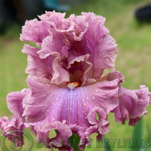 Tall Bearded Iris Eye For Style