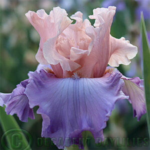 Tall Bearded Iris Fashionista