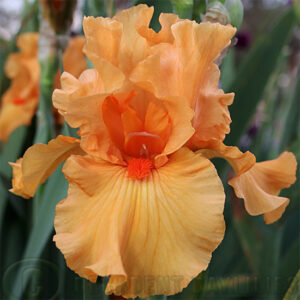 Tall Bearded Iris Fiery Figure