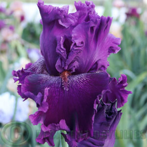 Tall Bearded Iris Fine Drop