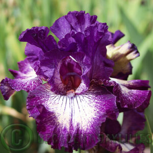 Tall Bearded Iris First Pick