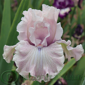 Tall Bearded Iris Friendly Advice