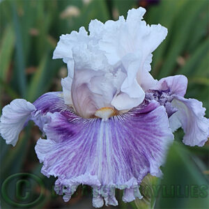 Tall Bearded Iris Frill Of It All