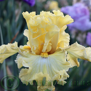 Tall Bearded Iris Frilled To Bits