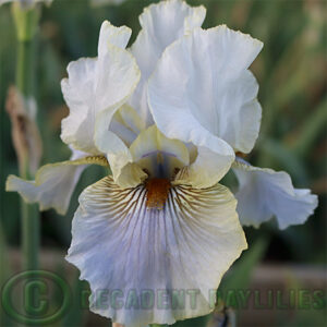 Tall Bearded Iris Green And Gifted