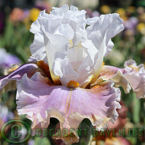 Tall Bearded Iris Hello Beautiful