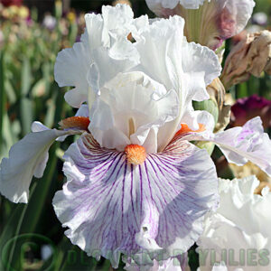 Tall Bearded Iris Hysteria