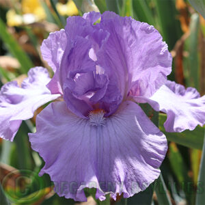 Tall Bearded Iris Imagery