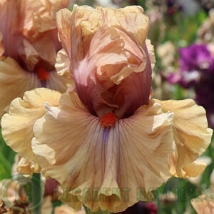 Tall Bearded Iris Jealous Guy