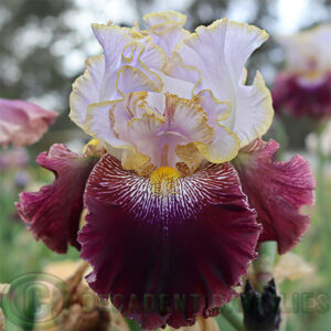 Tall Bearded Iris Magic Masquerade