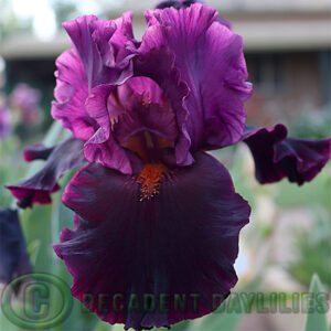 Tall Bearded Iris Magical Realism