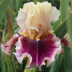 Tall Bearded Iris Make Mine Magic