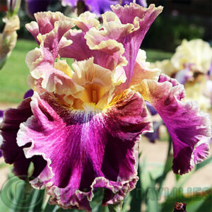 Tall Bearded Iris Montmartre