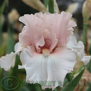 Tall Bearded Iris Note To God