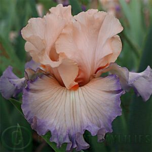 Tall Bearded Iris Parisian Dawn