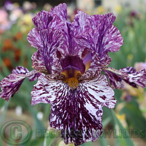 Tall Bearded Iris Peggy Anne