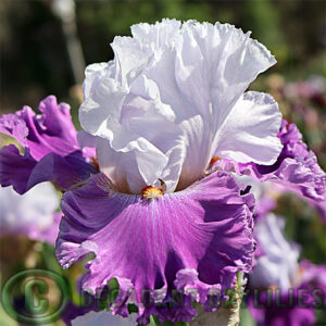 Tall Bearded Iris Piccadilly Party