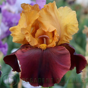 Tall Bearded Iris Pinball Wizard