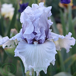 Tall Bearded Iris Resonance