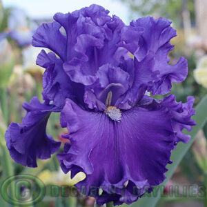 Tall Bearded Iris Ride The Waves