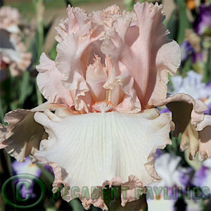 Tall Bearded Iris Romantic Mood