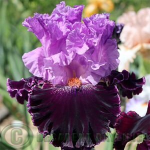 Tall Bearded Iris Royal Mystique