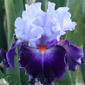 Tall Bearded Iris Royal Orders