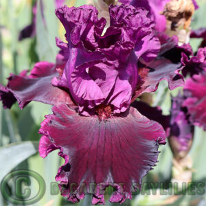 Tall Bearded Iris Ruby Royal